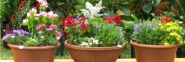 Kauai Garden Fair